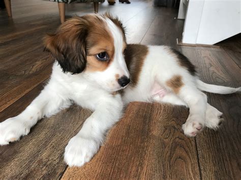 nederlandse kooikerhondje for sale